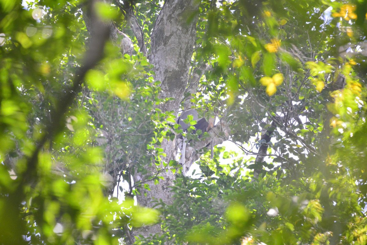 ctnc2019's tweet photo. BREAKING DISCOVERY! 🐒 For the first time ever, the Critically Endangered Black-shanked Douc langur has been recorded in the Deo Ca–Tay Hoa–Song Hinh forest region of Vietnam.
Urgent conservation action is needed to protect this precious new population.
#WildlifeDiscovery #CTNC https://t.co/Yw5gWhjvgM