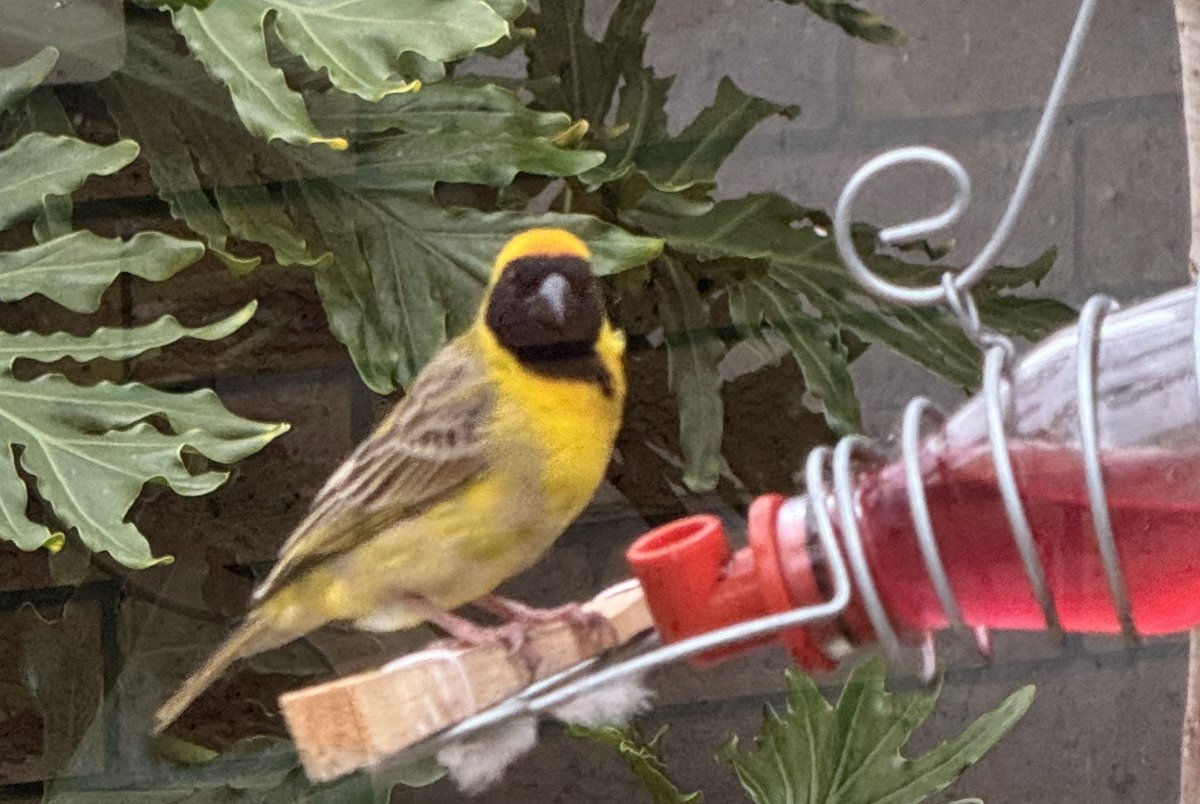 Waar kom die woord “Amadina”in Amadina Mediasie vandaan? Dit is die wetenskaplike naam vir die groep Afrika vinke (voëls) wat bekend is vir hulle besondere vernuf om neste vir hul huisgesinne te vleg.