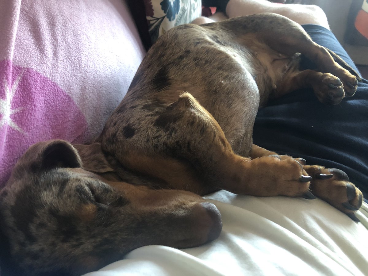 archieb0b tweet media