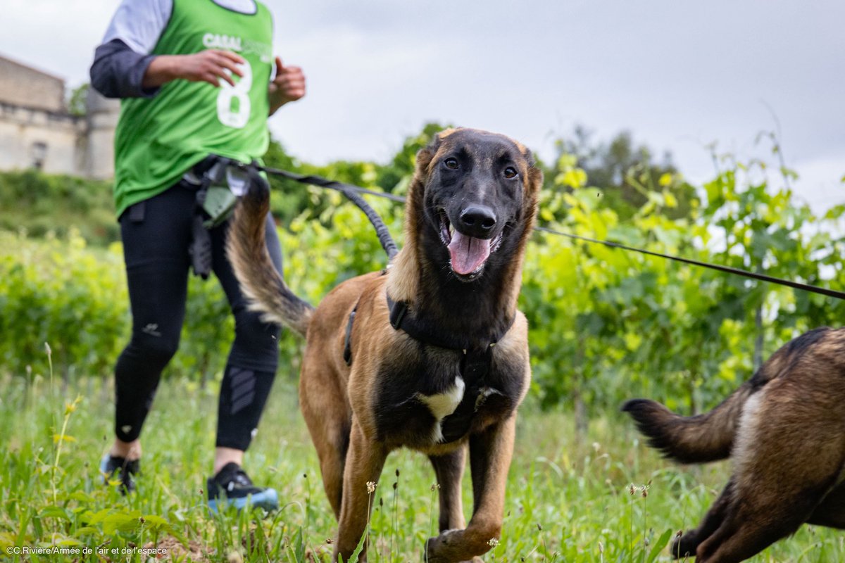 FuscoAir's tweet image. Aujourd’hui 16 août, c’est la St Roch, saint patron des équipes cynophiles.

Bonne fête à nos maîtres chiens et à leurs compagnons à 4 pattes! 🐶 

 #saintroch #k9
