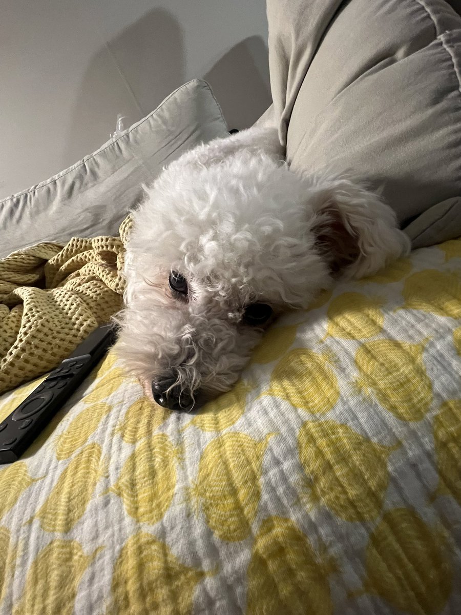 뉴나,,, 자면안대 진실게임하자
좋아하는 강아지 잇어?