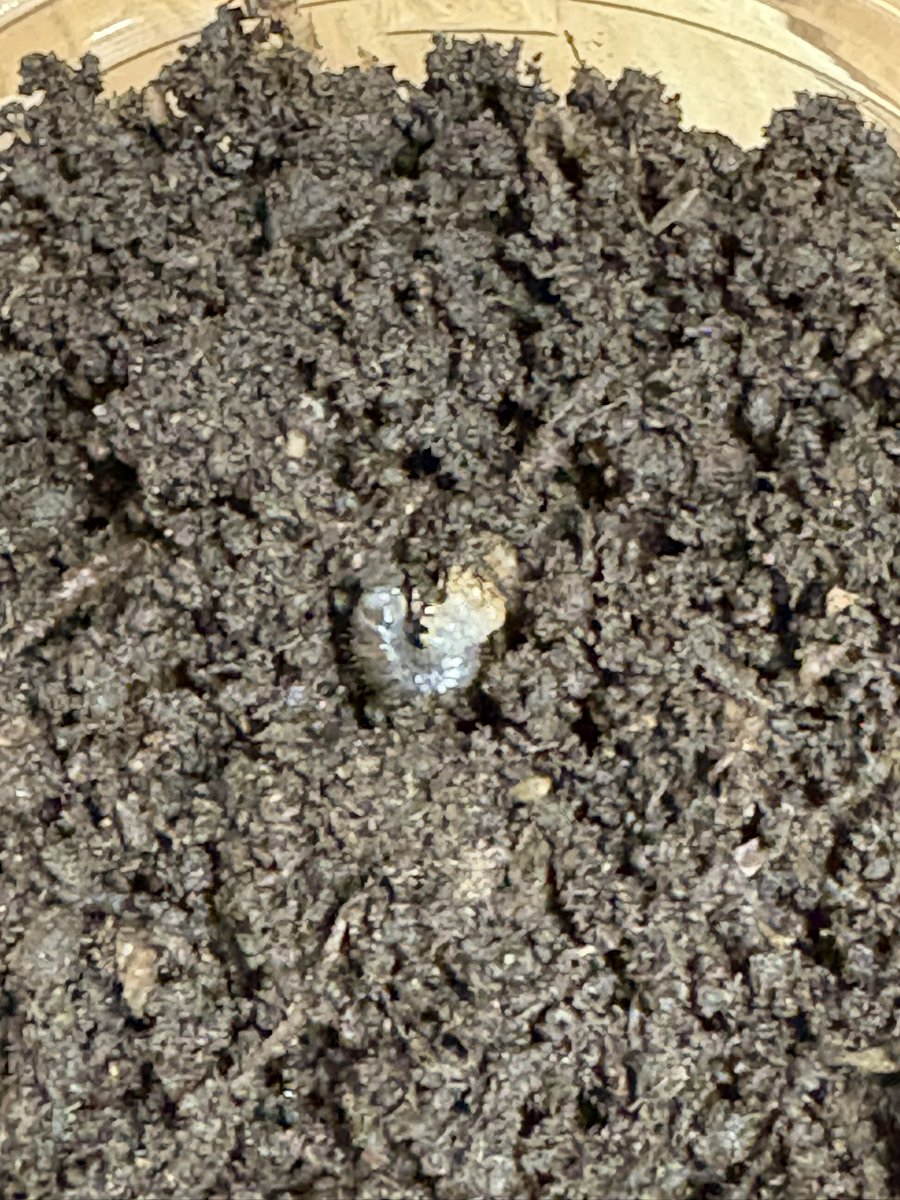 こんばんは
フォーチュンミヤマWF3😎
幼虫and休眠期間を経て2年半。
採卵組が孵化し始めたので正式に割出し💪
19幼虫&amp;28卵😁
今夏の目玉の一つだったので、めちゃくちゃ嬉しいです‼️
即ブリペアやWDの成功体験はあるものの幼虫飼育から一周したのは初めて。ヒメミヤマ飼育の大きな自信になりました😊