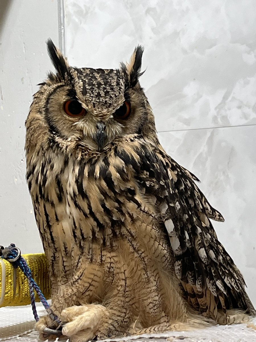 固定更新用
8月後半不在日→20.21.25.26.28
餌の代引き注文は、各SNSのDMでも対応しております🦉

上記日程では餌やり他、限られた子の中で腕のせ・膝のせが可能になります🦉
お迎え・飼育のご相談は店長在店日のみ可能です🙆‍♂️
よろしくお願いします🙇