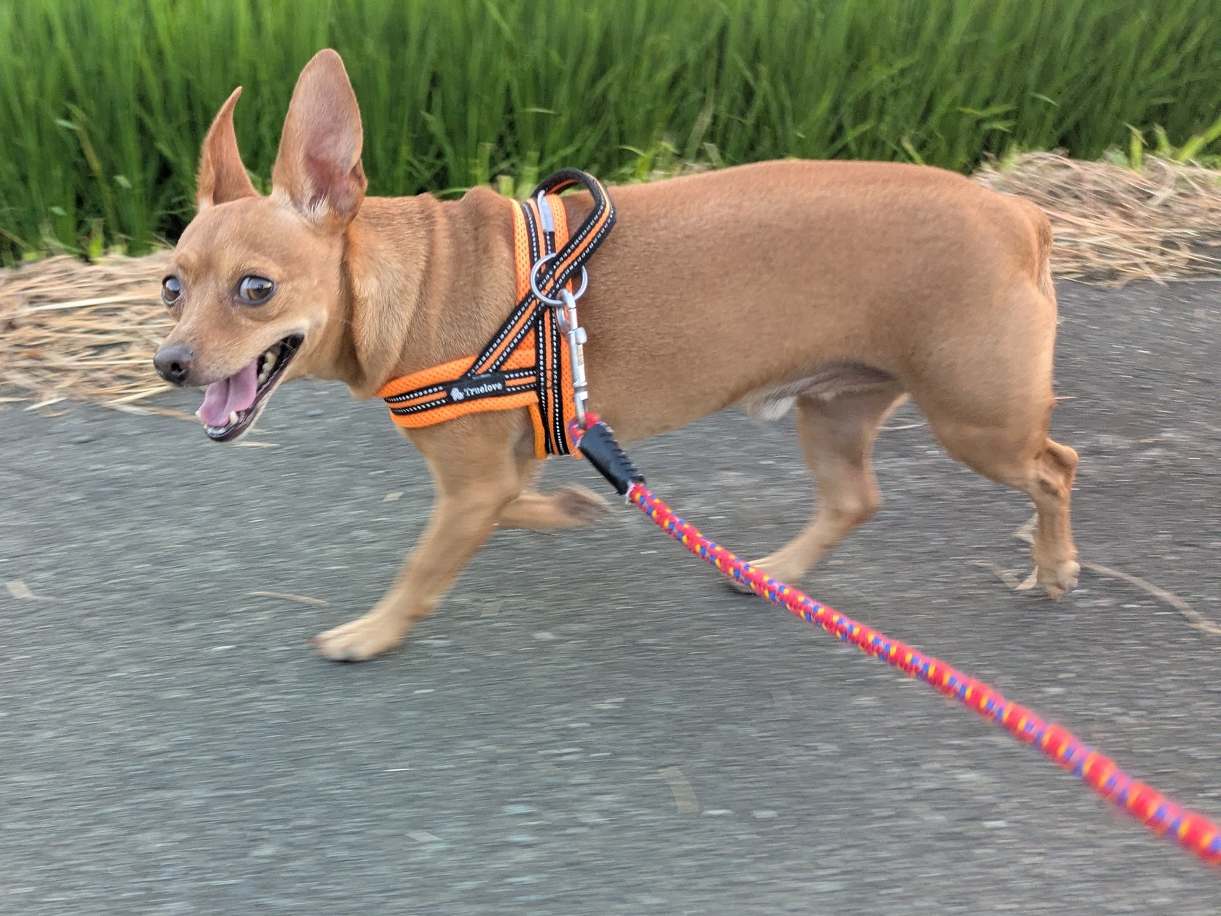 チワワ•*¨*•.¸♬︎ DEKOPPACHI ANGEL KENNEL（静岡県） - 子犬や子猫たちのペット