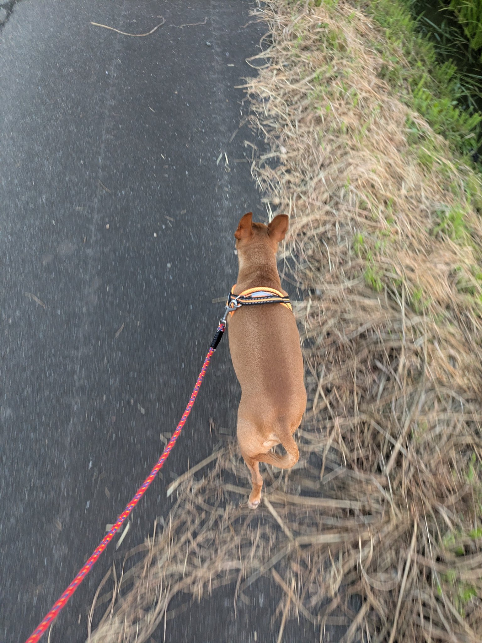 チワピン - Search / X