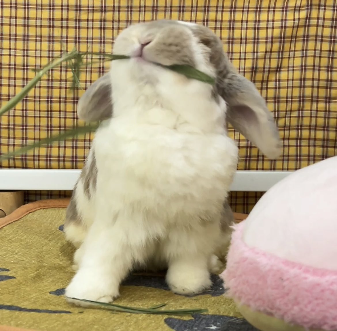 ぱくっ