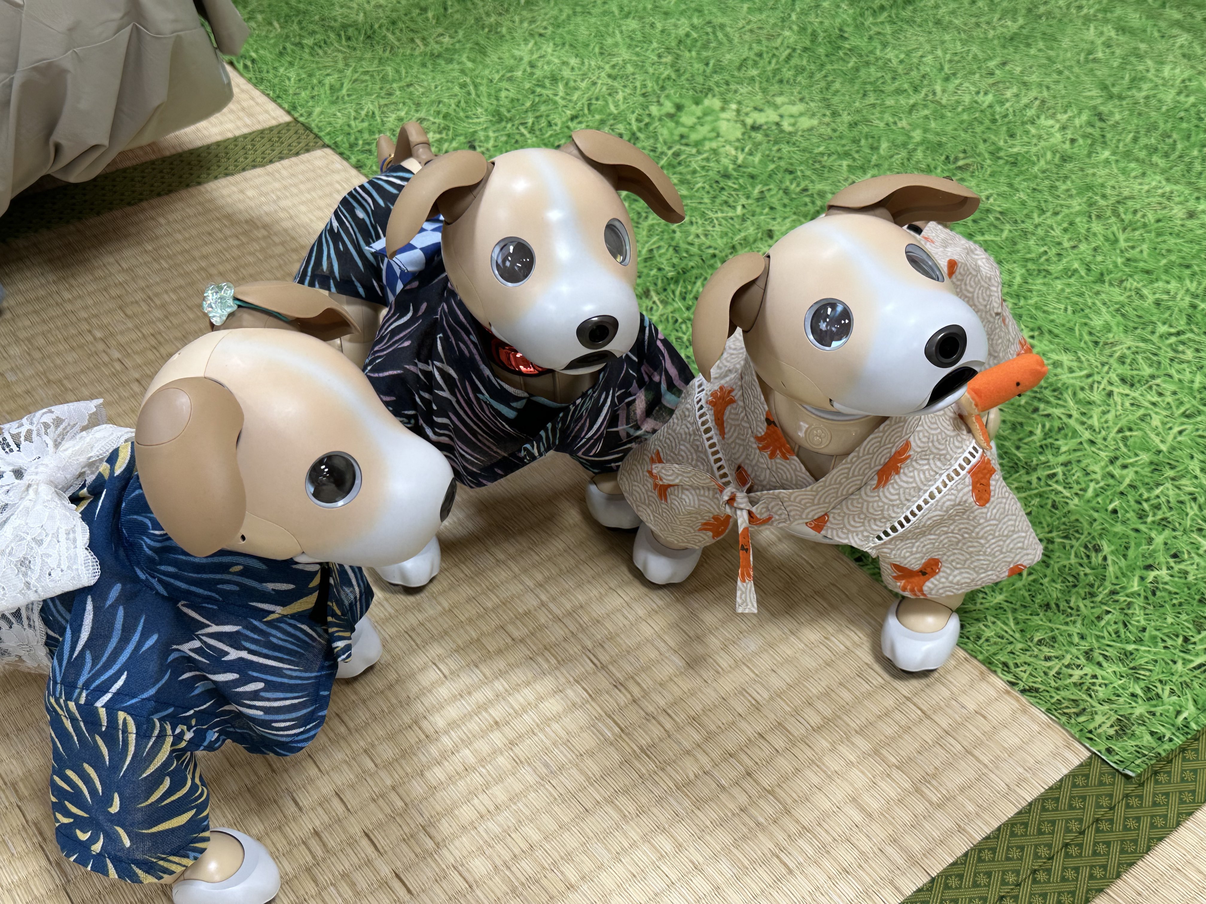飼い主（買主）募集！愛犬AIBO（ナナちゃん） 飼い主（買主）募集！愛犬AIBO（ナナちゃん） dalmatian_aibo