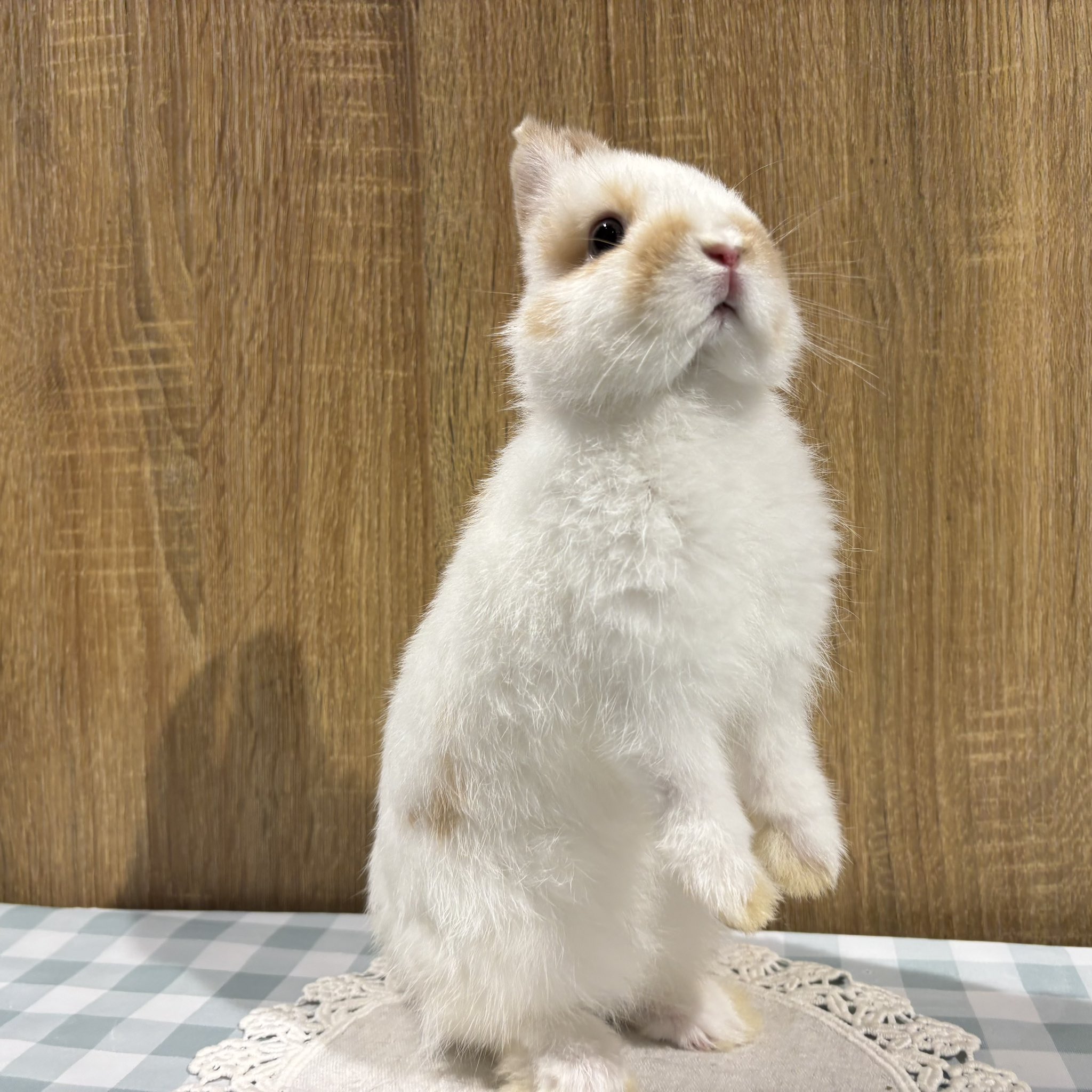 うさぎのしっぽ洗足店 on X: 