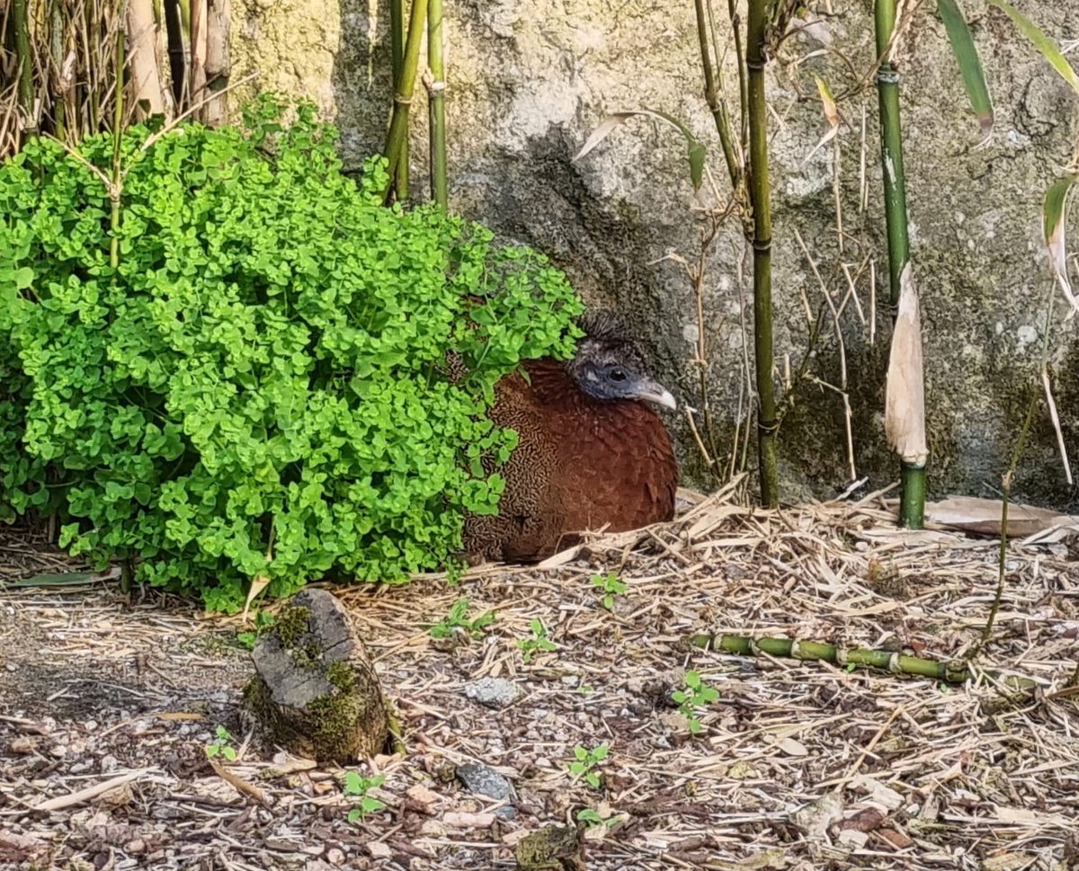 The female Argus Pheasant is nicely camouflaged in the nest site she has chosen at the back of this aviary. If visiting in the next few days, see if you can see the eggs.
Quite a few chicks of this ‘Vulnerable’ species have been bred at Paradise Park.
Photo by Director Alison