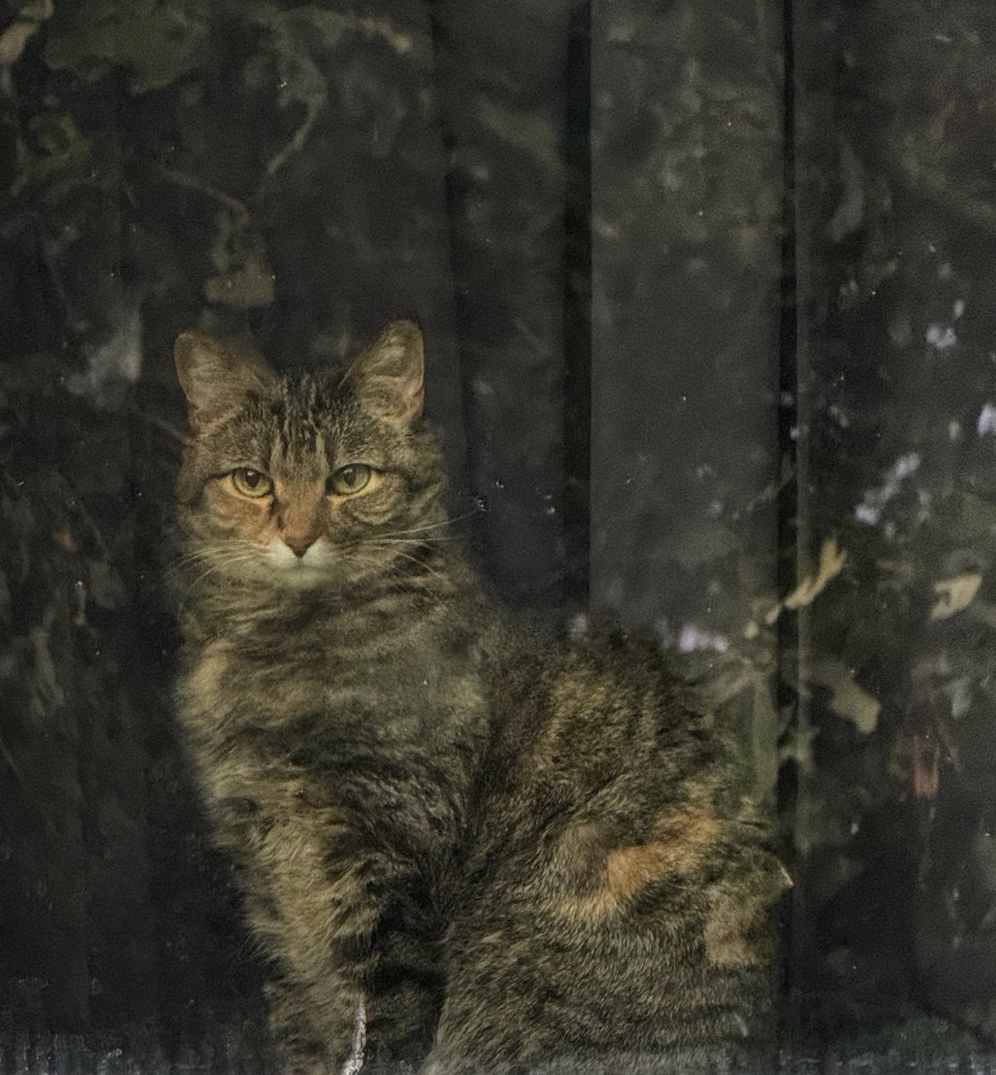 Happy #Caturday sitting in the window with trees in yard reflecting