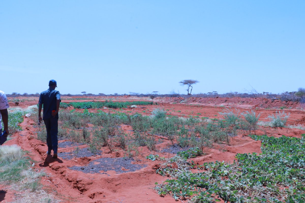 SDCSOM's tweet image. In Bursalax District, @SDCSOM’s team inspected sites for upcoming infrastructure under #JRPPhase2. Work is progressing smoothly to meet community priorities.
Stay tuned for more updates on building resilience! 🌱With thanks to @WFPSomalia support #CommunityResilience
