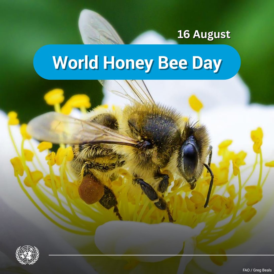 Our very existence depends on bees 🐝 &amp; other pollinators.  On Saturday's #HoneyBeeDay, celebrate the vital role bees play in maintaining our food supply, contributing to biodiversity and helping achieve the #GlobalGoals.  

fao.org/pollination/en via <a href="/FAO/">Food and Agriculture Organization</a>