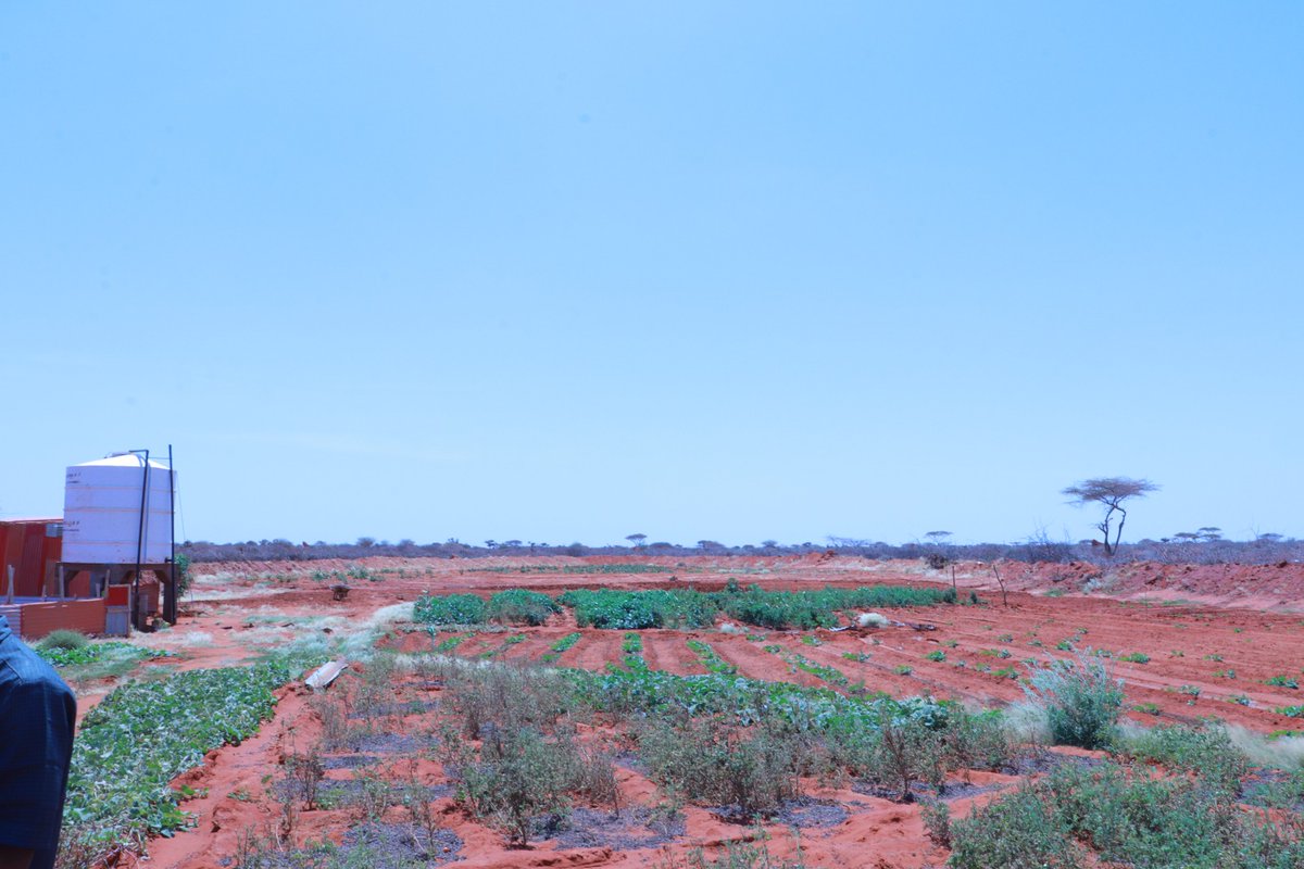 SDCSOM's tweet image. In Bursalax District, @SDCSOM’s team inspected sites for upcoming infrastructure under #JRPPhase2. Work is progressing smoothly to meet community priorities.
Stay tuned for more updates on building resilience! 🌱With thanks to @WFPSomalia support #CommunityResilience