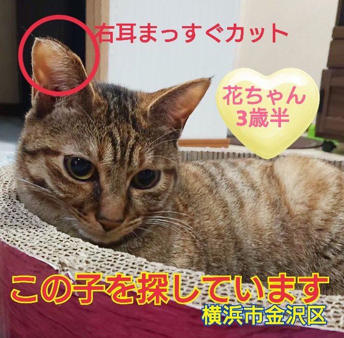 s a o r i n✩.*˚ saorin 사오린 (@saorin_17) / Posts / X