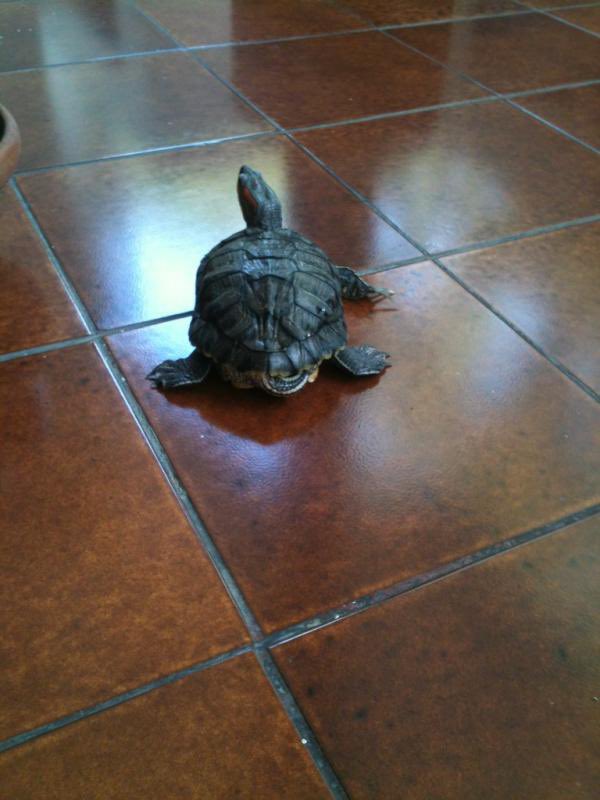 Rip dippo 🥲 walk free now in heaven #pet #myturtle