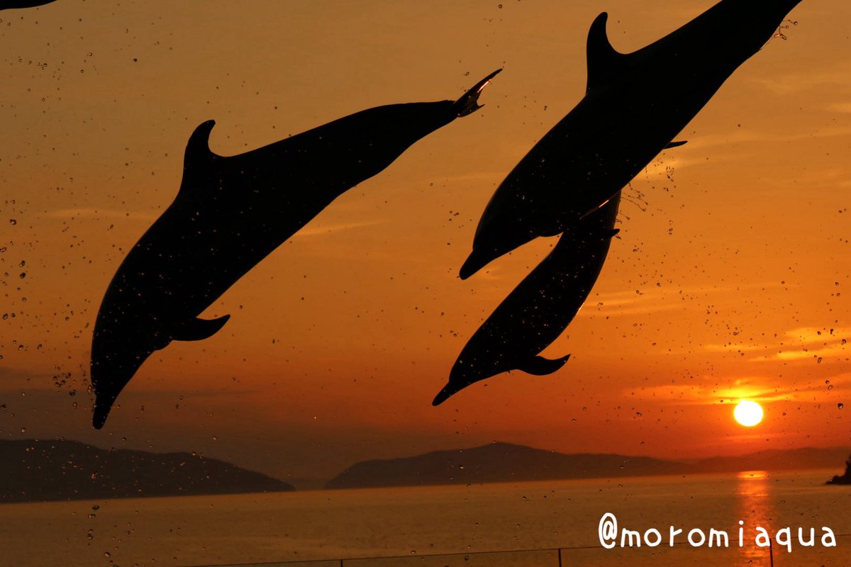 moromiaqua's tweet photo. 今日は香川県、#市場水族館 と #四国水族館 へ行きました。
市場水族館は新屋島水族館のリニューアルに伴う期間限定開業で低価格ながらもペンギンやカワウソたちが見れます。
四国水族館はサンセットプログラムが見たくて昨年ぶりに訪問。期待以上に良かったので来年も行きたい！ https://t.co/zl44MDrE4u