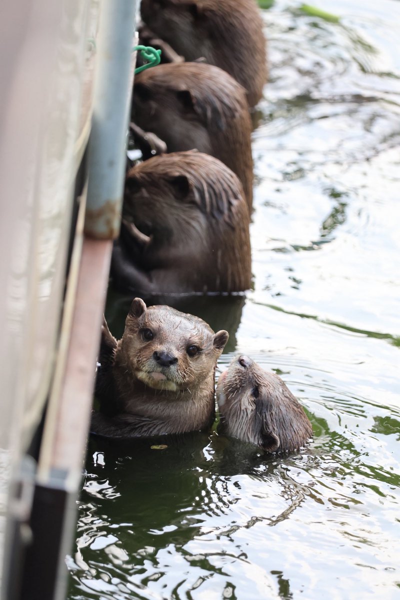 #コツメカワウソ