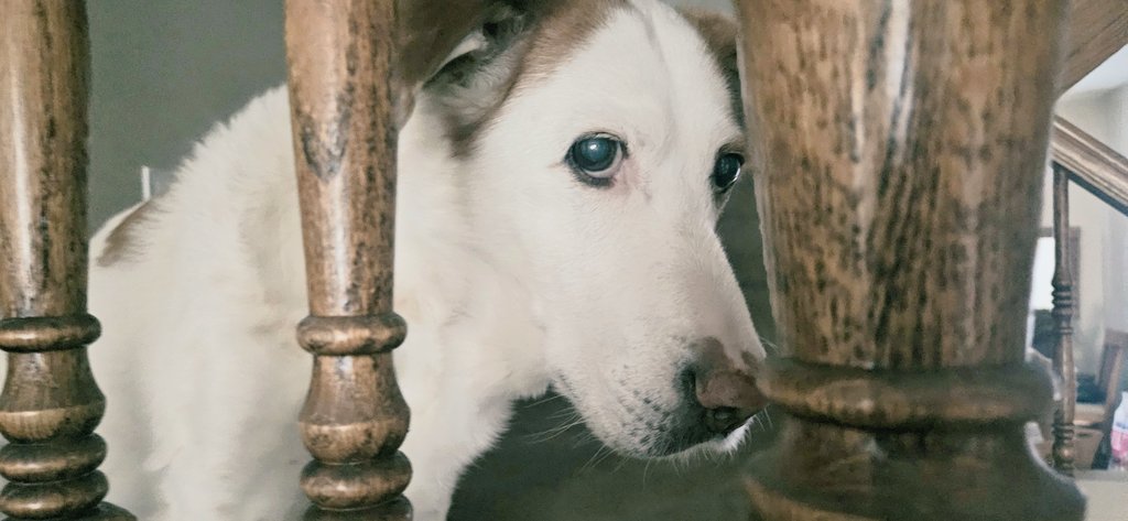 CanadianBlackBear🇨🇦 (CanadianPenny🌈) tweet media