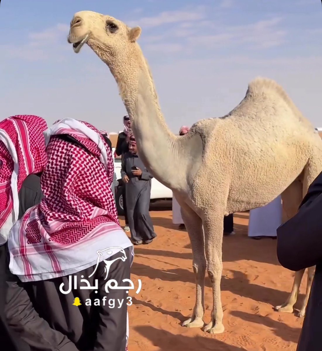 من نوادر الثقيل 
اعشق واحترم ذي النوعيه 🫡 
متعه بصريه خالي من الشوائب 
( راح يكون له حضور قوي في صيهد منيف )
<a href="/SaudAlthaqil/">سعود بن فهد الثقيل</a>