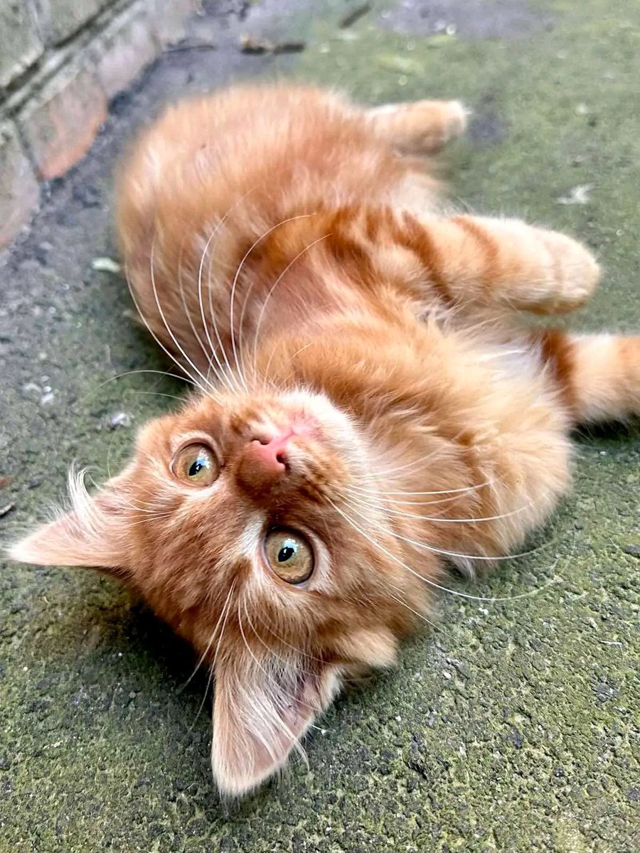 Proskoviia's tweet photo. ‼️‼️‼️ Вінниця‼️‼️‼️
📢Підкинули в двір ‼️‼️‼️
     🐈 Котик Спайс, шукає свою люблячу родину. 
🐈 Вік 3-4 місяці.
Дуже лагідний та ручний, таким не можна залишатись на вулиці‼️
☎️+38 067 812 38 74
🙏Будь ласка зробіть репост, щоб котодитина знайшла скоріше свій дім‼️‼️‼️ https://t.co/yPdtS8K7dO