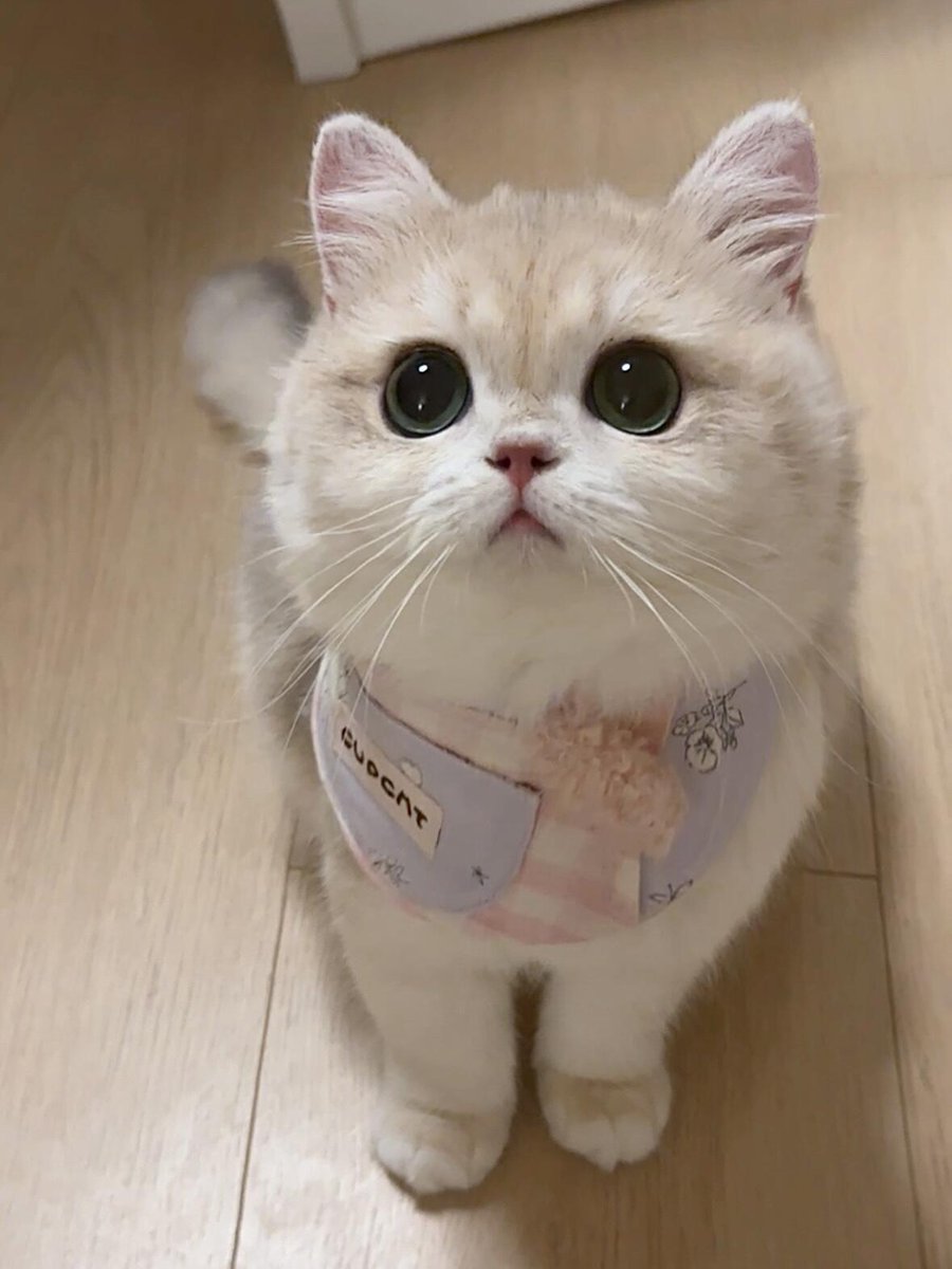 球球は今日2歳です,私のかわいい赤ちゃん🥰