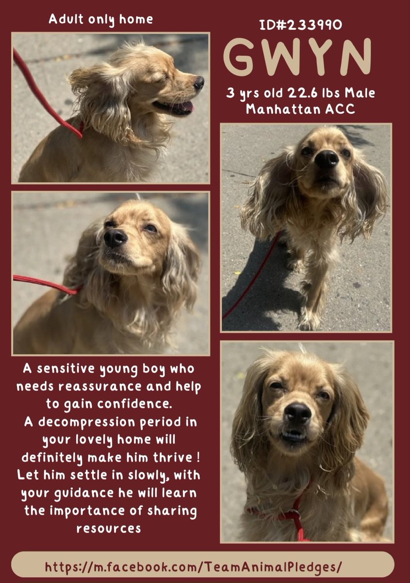 samj_jane's tweet image. 🐶 #Adoptme New intake 
Gwyn 3yrs 233990 #Macc 
Meet Gwyn A lovely little #Spaniel lad god knows how he landed up here! needs someone 2help reassure build confidence + resource guarding Dm @CathyPolicky #Pledge4Rescue #FostersSaveLives nycacc.app/browse/233990 meet Gwyn today ❤️🐕