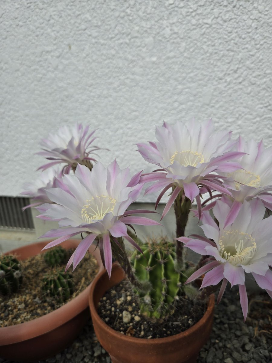 C3Bnui's tweet photo. 去年知り合いの方から分けてもらったサボテンが今年も見事な花を咲かせてくれました✨️#花 #サボテンの花  #多肉植物 https://t.co/KWM10gPf3F