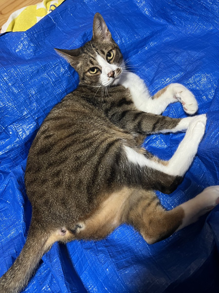 猫を喰らえっっっ！！！！！