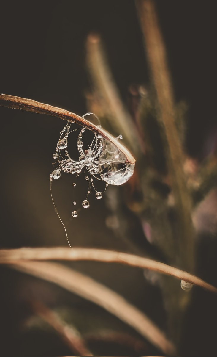 🤎🤎🤎🤎 
#macro #nature #photography
