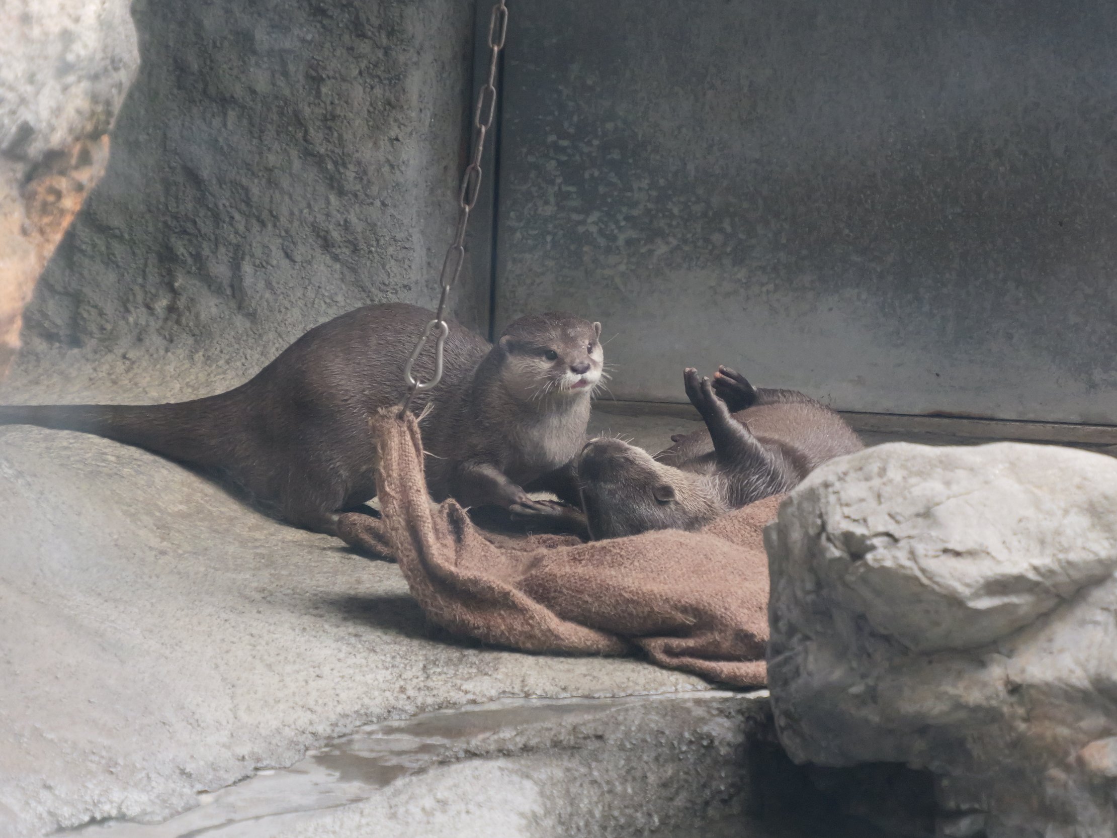 コツメカワウソ コツメカワウソの与一がお引越ししました。｜那須どうぶつ王国