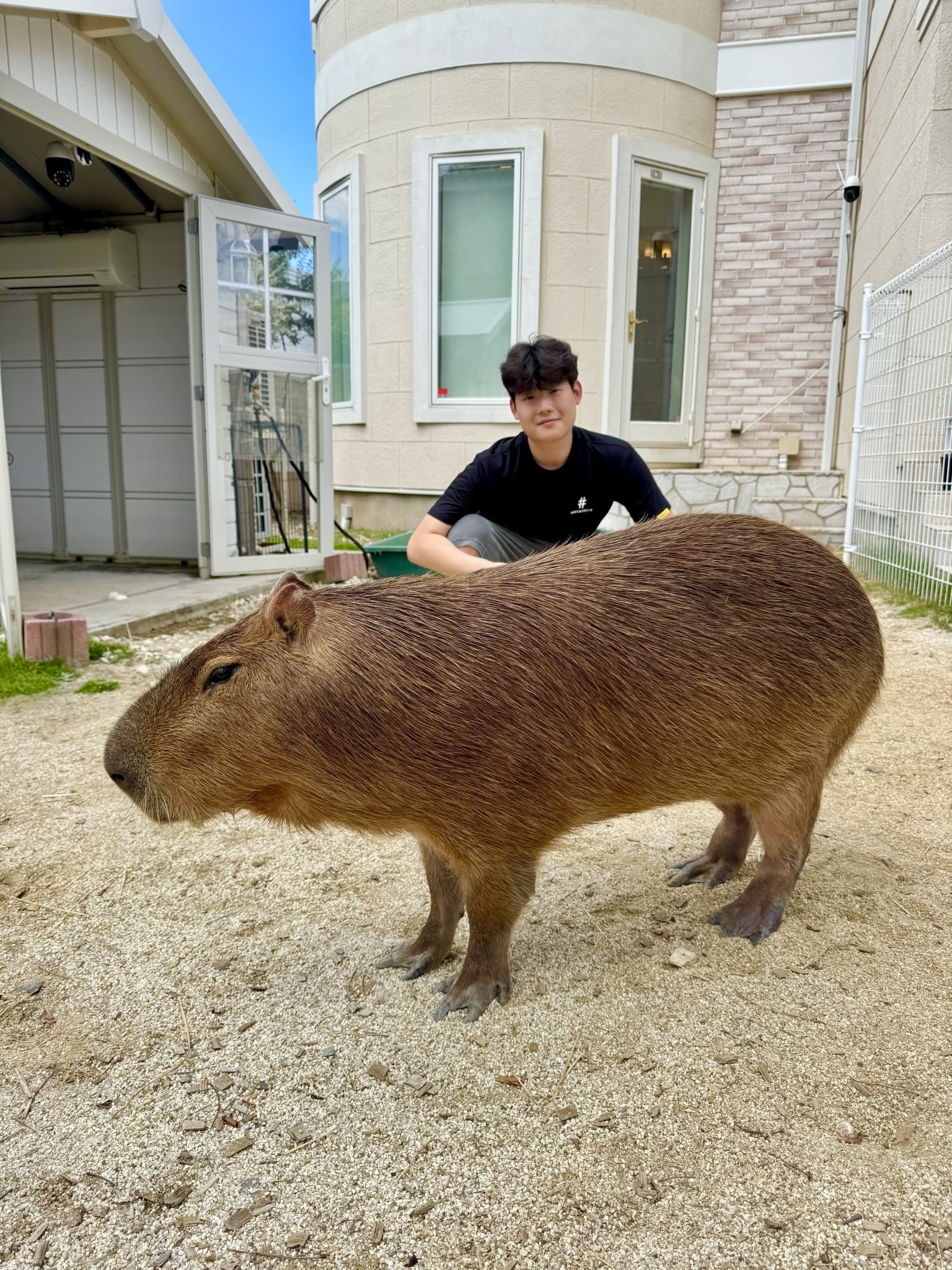 babythree 1000% カピバラ Baby capybaras fighting over leaves [Izu, Japan] - YouTube