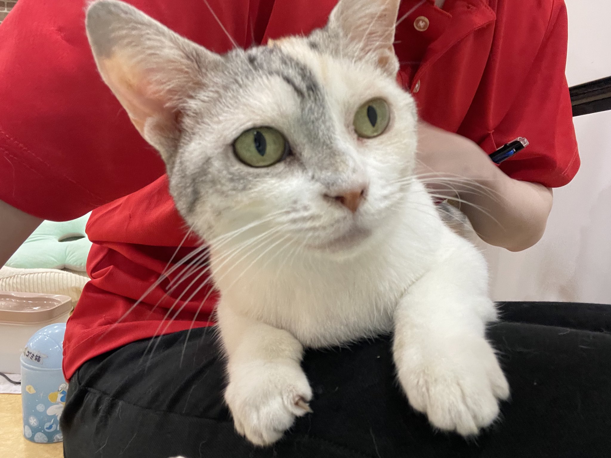 臆病猫　リバティガウチョ 保護猫カフェ鶴橋店【2階】（元・保護猫カフェマンチカン） on
