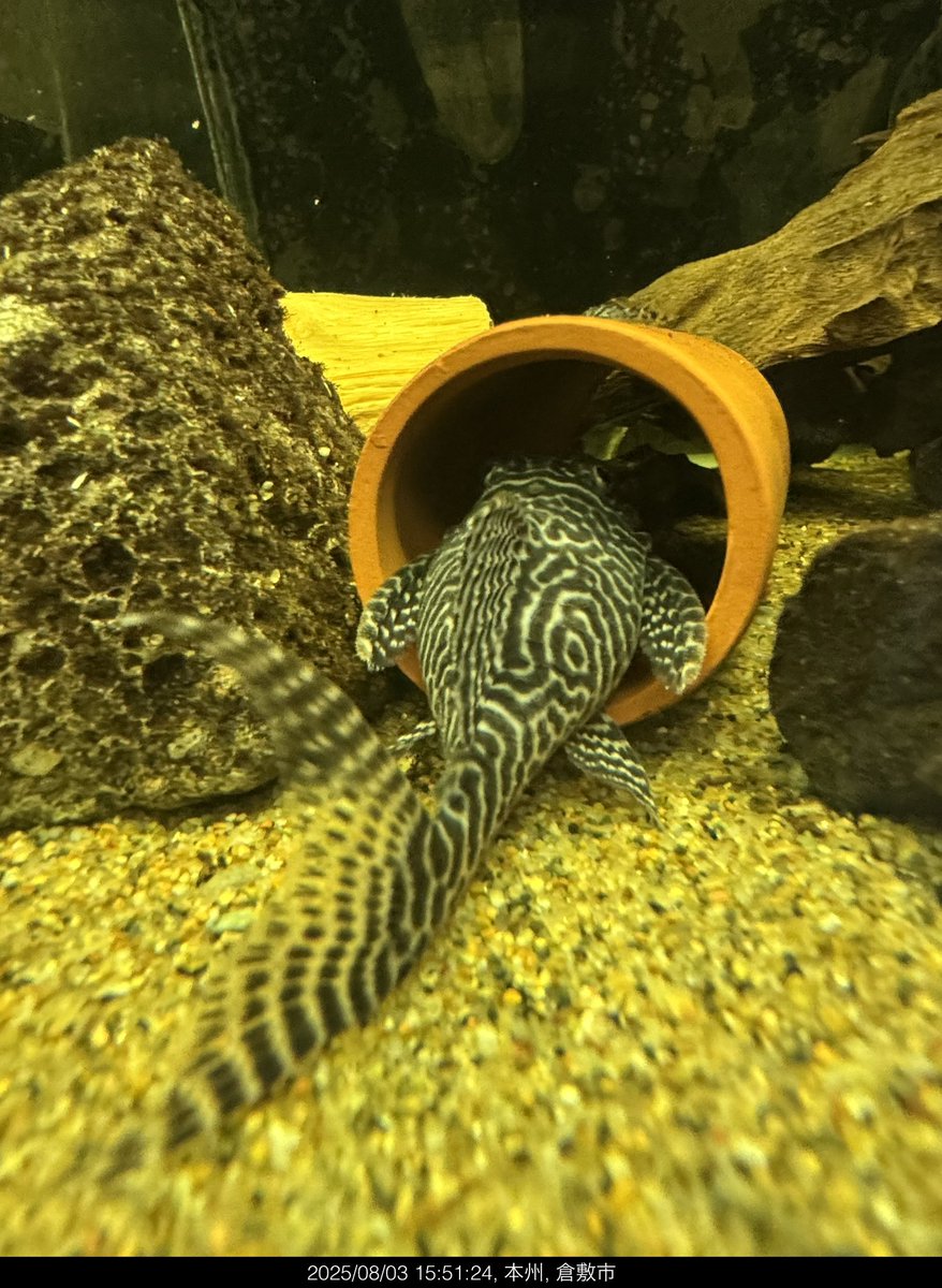 ArkerHide's tweet photo. キンペコが増えてた、、、

#キングロイヤルぺコルティア
#プレコ　#熱帯魚 https://t.co/uG3IebUnub