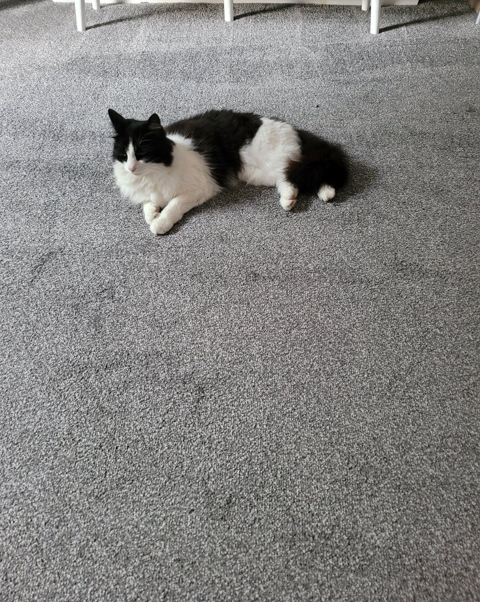 #Hedgewatch #AGiftForTheHooms 

This innocent looking Princess certainly didn't roll in at 2am with yet another 🐭living gift🐭 for Daddy to take to safety while Mummy offered butter as a distraction while her sisfur blissfully slept through the entire kerfuffle 

☄️Luna&amp;Emily☄️