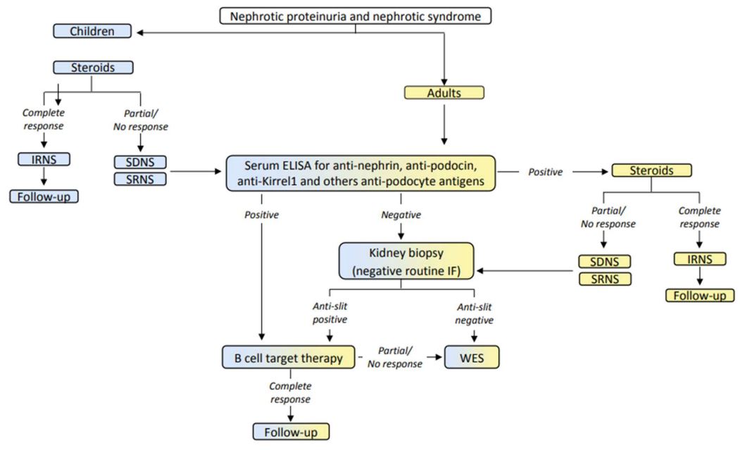 Hans-Joachim Anders (@hjanders_hans) on Twitter photo Now open access in <a href="/NDTsocial/">NDT</a>
Anti-nephrin, anti-podocin and anti-Kirrel1 antibodies: Biological challenges and clinical implications 
🧐 Clinical implementation of anti-slit diaphragm antibody testing =  precision dx and tx in podocytopathies
▶️academic.oup.com/ndt/article/do… Now open access in <a href="/NDTsocial/">NDT</a>
Anti-nephrin, anti-podocin and anti-Kirrel1 antibodies: Biological challenges and clinical implications 
🧐 Clinical implementation of anti-slit diaphragm antibody testing =  precision dx and tx in podocytopathies
▶️academic.oup.com/ndt/article/do…