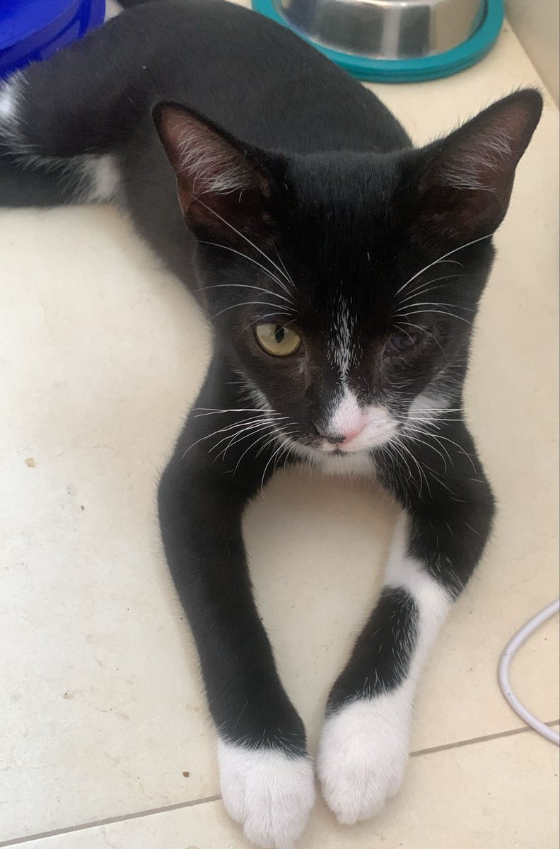 Solopar53137293's tweet image. #Deltebre Aquests petits busquen  #adopcio responsable. Apolo-blanc i Odin-tuxedo.
Una persona els va rescatar d'un lloc no adient i amb un problema de salut. No els pot tenir  i adopció és #urgent ☎️ Marcela  613 60 67 66 #XarxaCatalunyaAdopcions #XarxaBarcelonaAdopcions☘️☘️