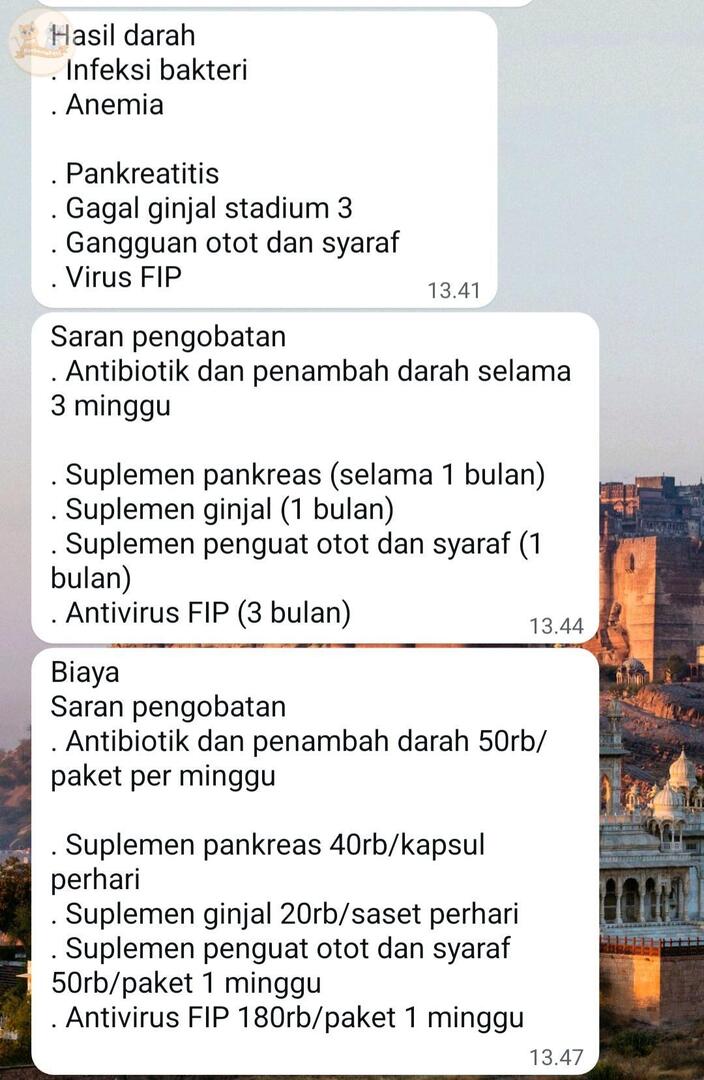 kochengfs's tweet photo. kcg! kucing umurnya 8th, cek darah hasilnya begini

duit darimana segini🥲😭 https://t.co/aFHNhFvL0E
