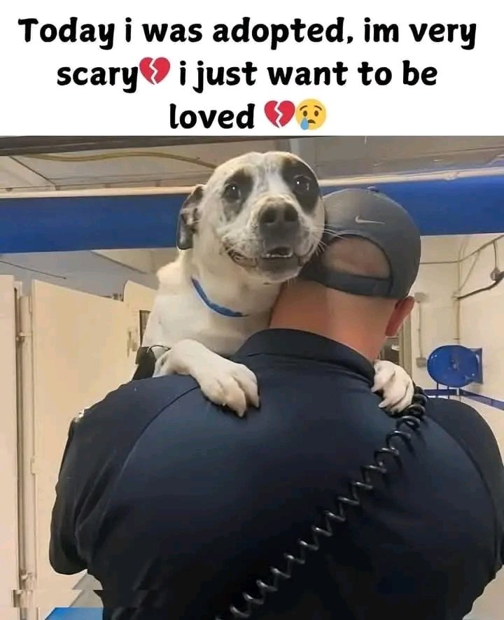 𝕏 Dogs (@_xdogs) on Twitter photo 