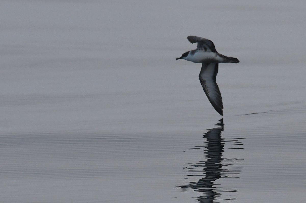 Chris Edley Generic Northerner tweet media