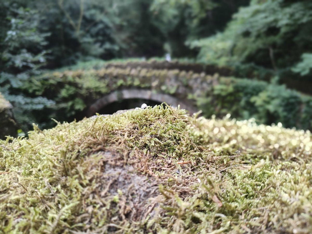 Jesmond Dene parkrun tweet media