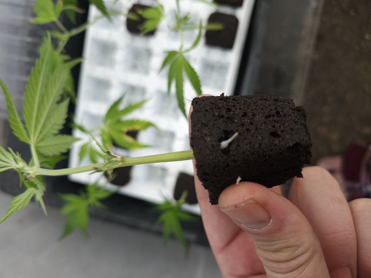 Clones! Fast Version B, both plants. <a href="/SuperSativa1985/">Super Sativa Seed Club</a>