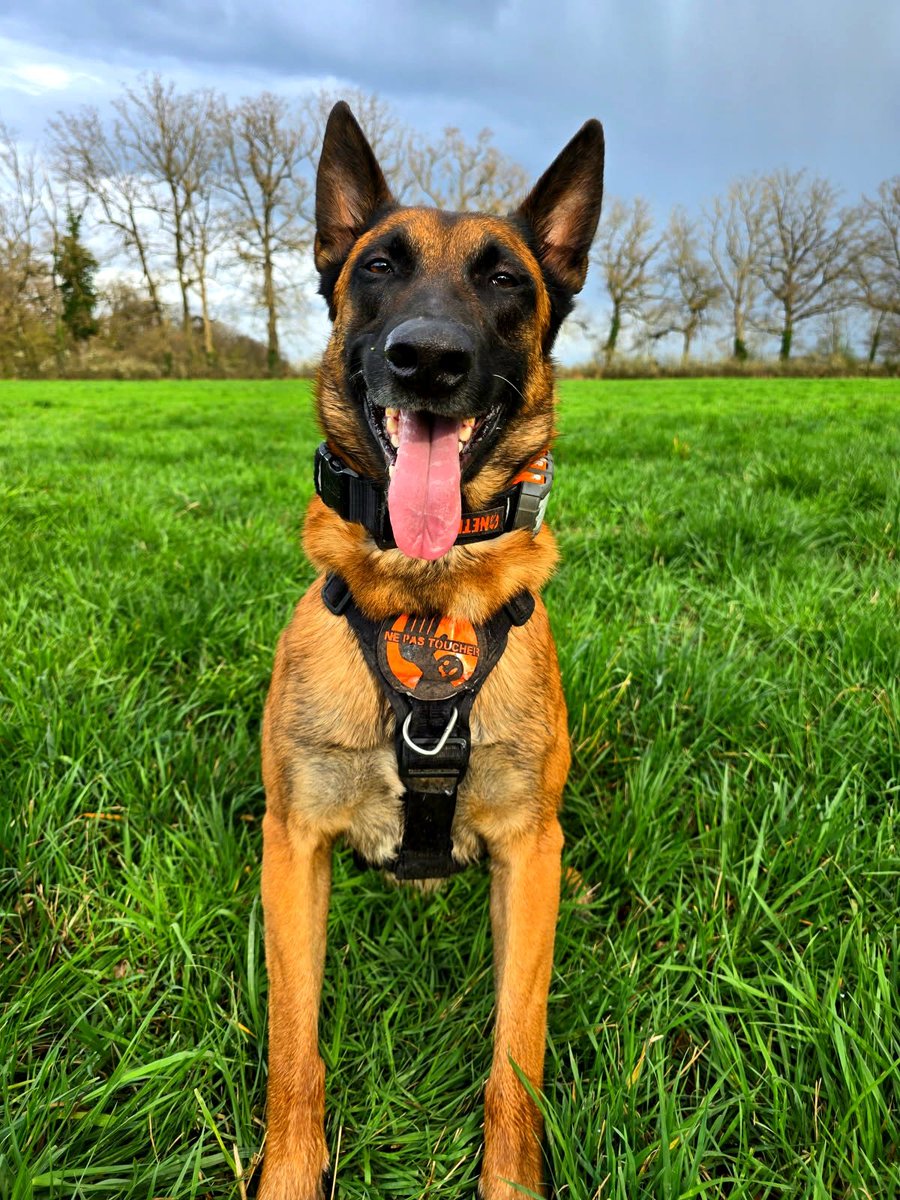 LemeilleurL's tweet image. Aujourd’hui, nous célébrons la Saint Roch, saint patron des maîtres-chiens
Médecin du XIVe siècle, né à Montpellier, Saint Roch est célèbre pour avoir soigné les malades de la peste noire. Touché à son tour, il se retire en forêt pour ne contaminer personne.
#SaintRoch
#K9