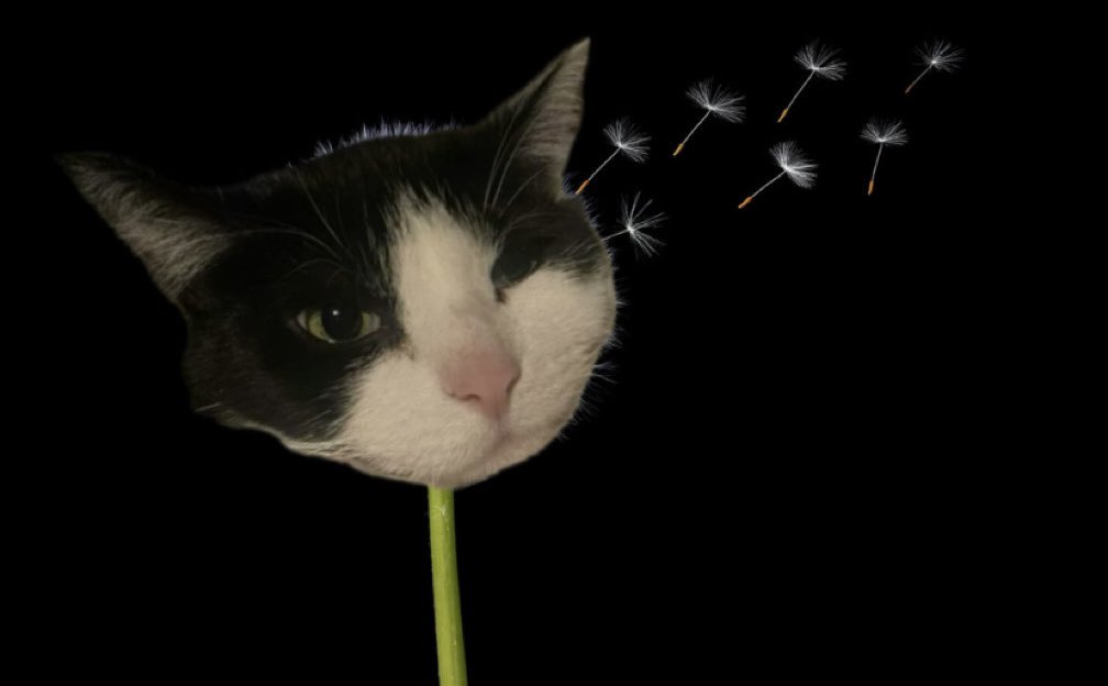 bean_and_chaton's tweet image. she’s blowing away help her!!

#cats #catmeme #CatsOfTwitter