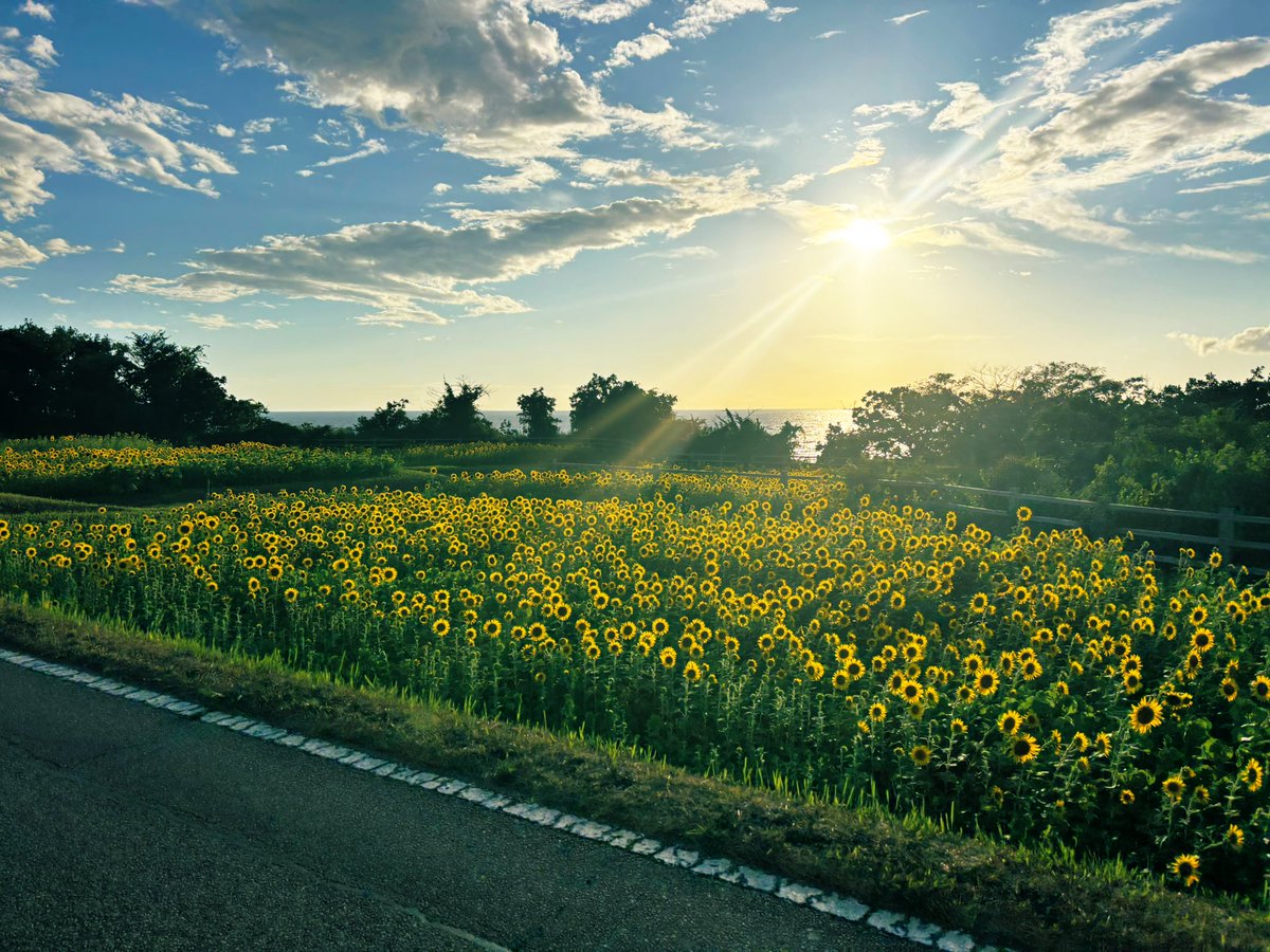 Ise_naan's tweet photo. summer！🌻🌊！ https://t.co/0TladKg6jC