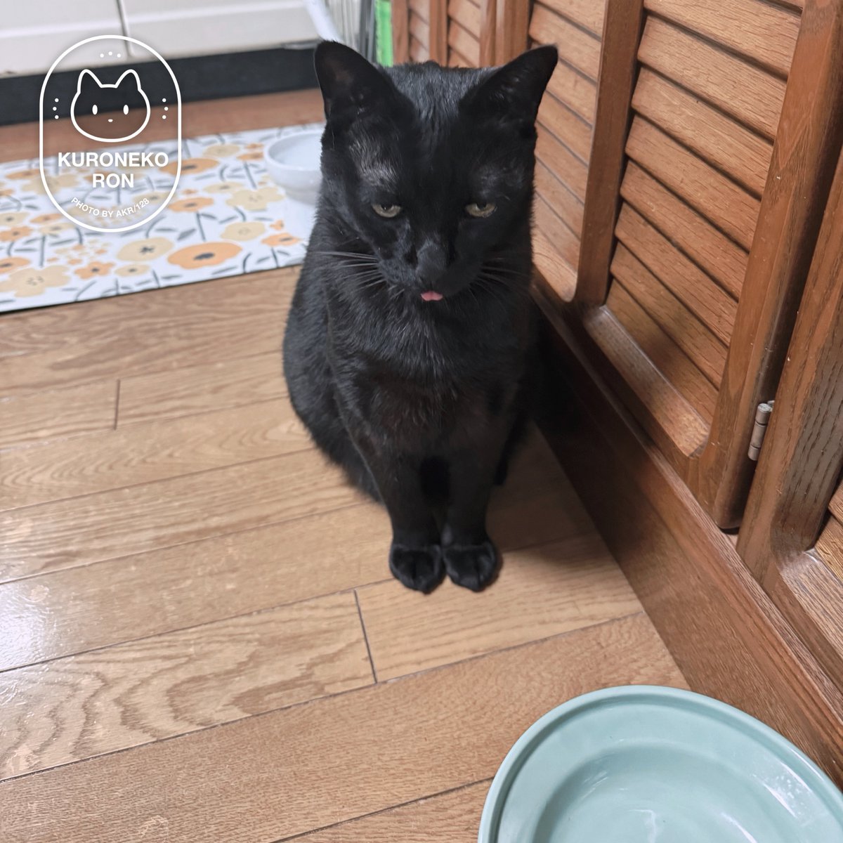 【今日のにゃんこ】

猫は「しばらく何も口にしていません…ひもじいです…」の演技が異様に上手い

くろあん<a href="/bou128/">AKR｜7巻でたよ</a>