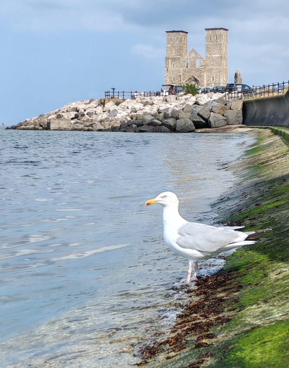 A magnificent Herring Gull (Larus argentatus) at Reculver, North Kent. Herring gull populations are undergoing significant declines, crashing by more than 50% since 1970 here in the UK.🌊 <a href="/rspb/">rspb</a> <a href="/KentFieldClub/">Kent Field Club</a> <a href="/KentWildlife/">Kent Wildlife Trust</a> <a href="/_BTO/">BTO</a> <a href="/canterburycc/">Canterbury City Council</a> <a href="/mcsuk/">Marine Conservation Society</a> <a href="/NESussexandKent/">Natural England - Sussex and Kent Team</a> <a href="/TonyJuniper/">Tony Juniper</a>