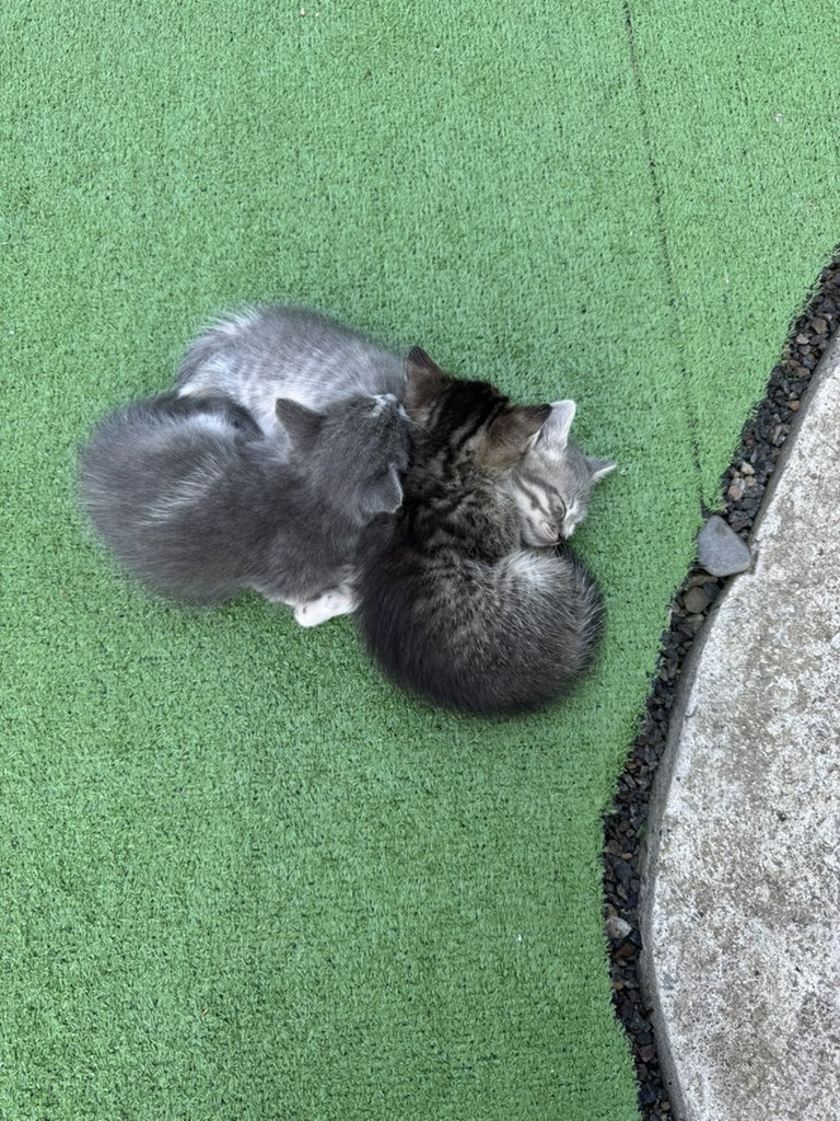 тільки подивіться на них 🥺🥺🥺