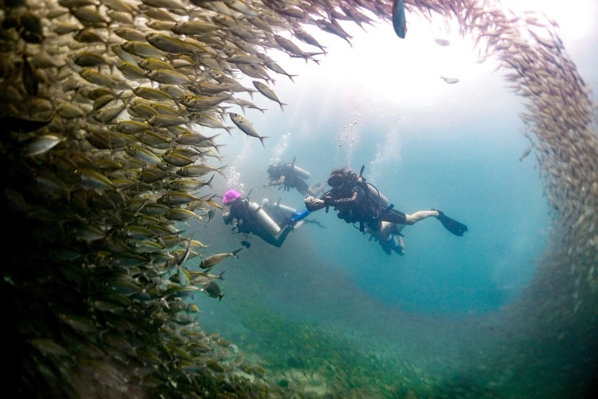 At Black turtle Dive, we will show the best of everything that there is to see, at dive sites suitable for your level of training and experience, tailoring the dive to your interests. blackturtledive.com/fun-diving-koh… #KohTao #FunDive #Holiday #Fun #Scuba