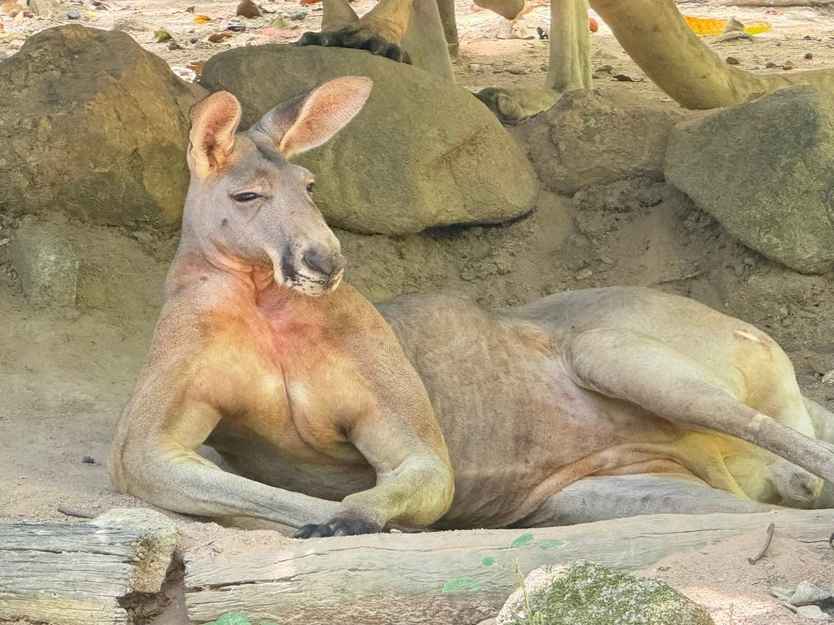 จิงโจ้..ใจเกเร

#สวนสัตว์เปิดเขาเขียว