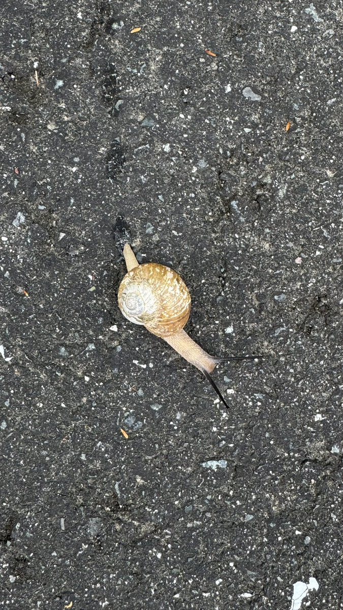 カタツムリ - Search / X